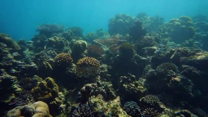 水下彩色珊瑚场景景观鱼群生长