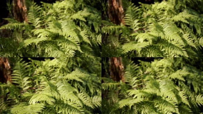 森林中蕨类植物的细节照片