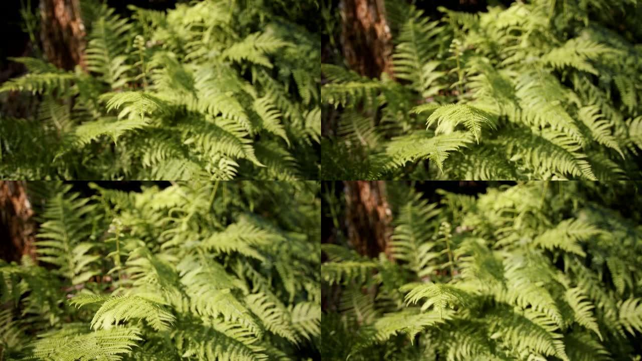 森林中蕨类植物的细节照片
