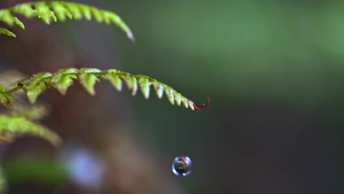 从蕨叶上掉下来的水滴