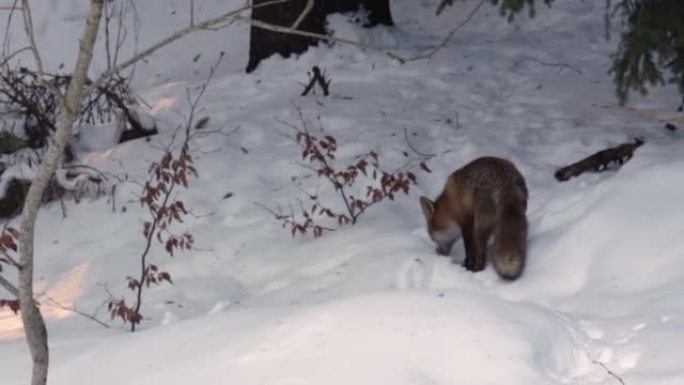 饿山野红狐在雪中2
