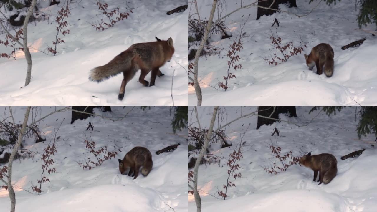 饿山野红狐在雪中2