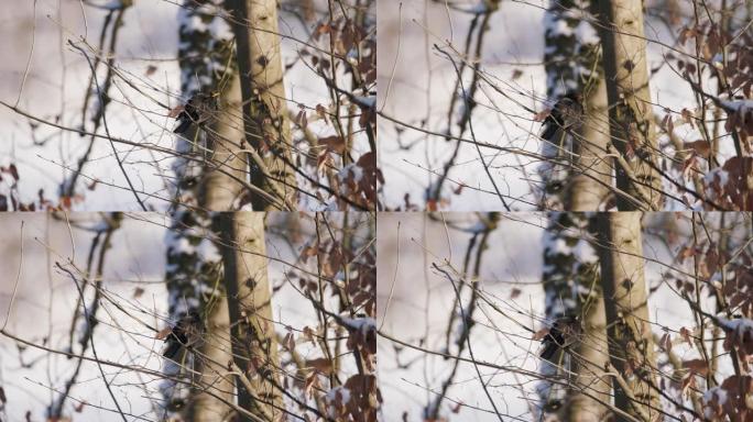 冬天在光秃秃的树上拍摄小鸟的细节