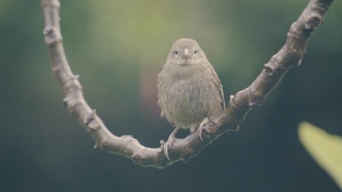 小雀雀坐在悬挂的藤蔓上的特写镜头