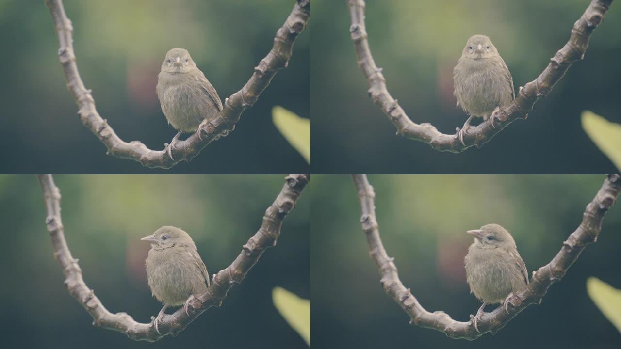 小雀雀坐在悬挂的藤蔓上的特写镜头