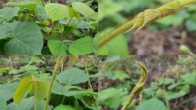 葛根叶葛藤春天绿色植物手机原视频