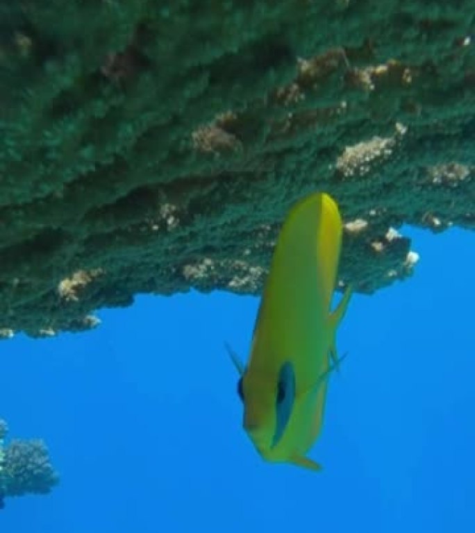 垂直视频: 黄色蝴蝶鱼站在珊瑚下。金蝴蝶鱼或蒙面蝴蝶鱼 (Chaetodon semilarvatu