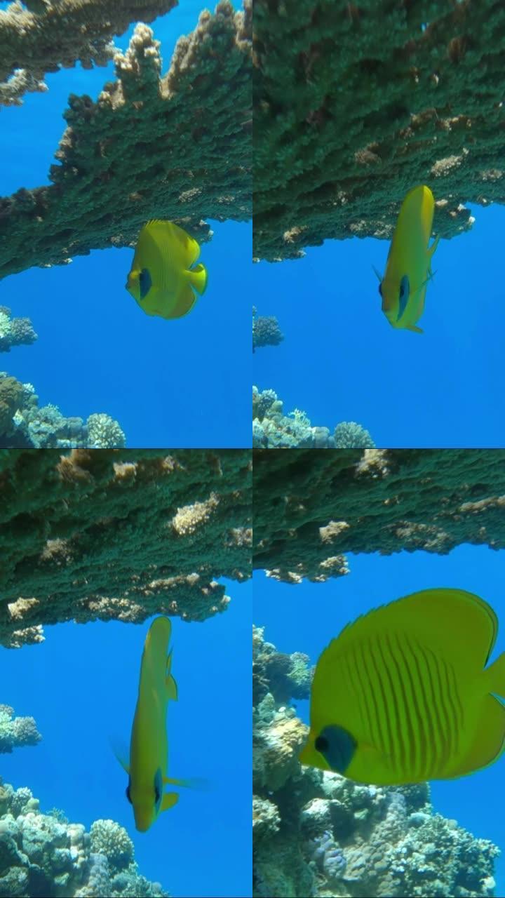 垂直视频: 黄色蝴蝶鱼站在珊瑚下。金蝴蝶鱼或蒙面蝴蝶鱼 (Chaetodon semilarvatu
