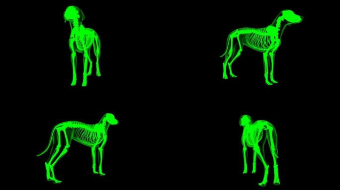 外展肌狗肌肉解剖医学概念3D动画绿色哑光