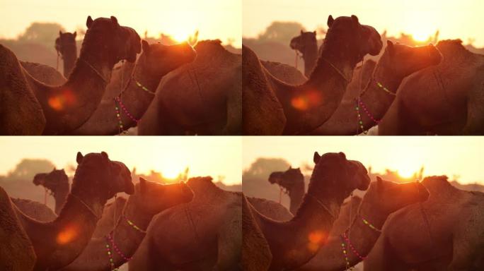 在Pushkar博览会上慢动作的骆驼，也称为Pushkar Camel博览会，或在当地称为Karti