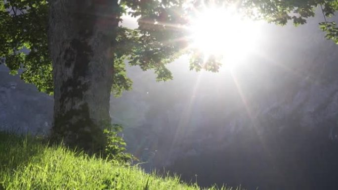 山地草甸的阳光斑驳的树叶和草的风景