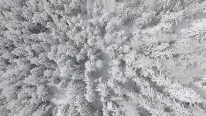 空中无人机拍摄了山区积雪覆盖的树木