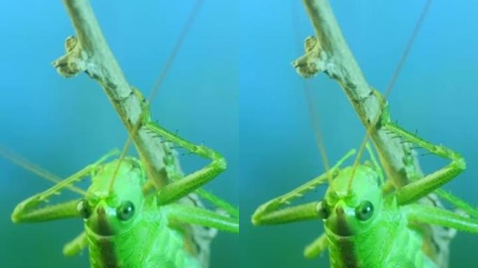 垂直视频: 大绿蚱hopper的特写肖像坐在树枝上。Great green bush-cricket
