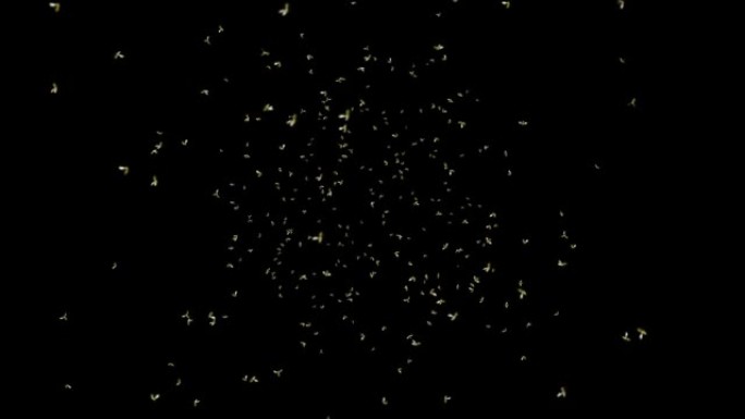 蜜蜂昆虫在夏季自然飞行的4K循环背景。蜜蜂科昆虫