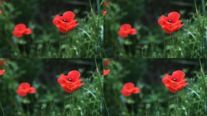 一朵红色罂粟花的花瓣非常接近。草地上的野罂粟田，随风摇摆。盛开的罂粟花的特写。宏。有选择性的重点。永