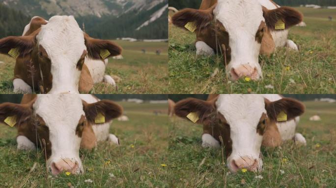 懒牛在意大利白云岩和阿尔卑斯山休息