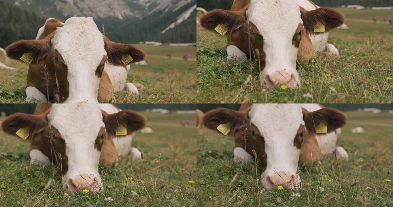 懒牛在意大利白云岩和阿尔卑斯山休息