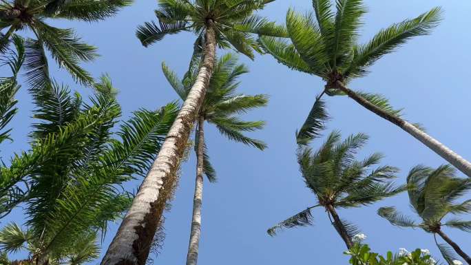 蓝天白云下的海边椰子树