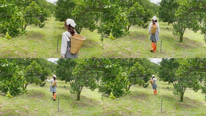 穿着园丁衣服的年轻女子检查并修剪花园里的橙树。农民观念在花园里快乐地工作