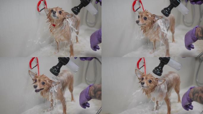 给小狗洗澡在美容沙龙里，美容师正在洗发，淋浴时倒