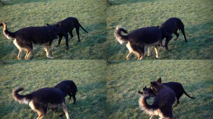 Dogs play in slow motion on the grass.