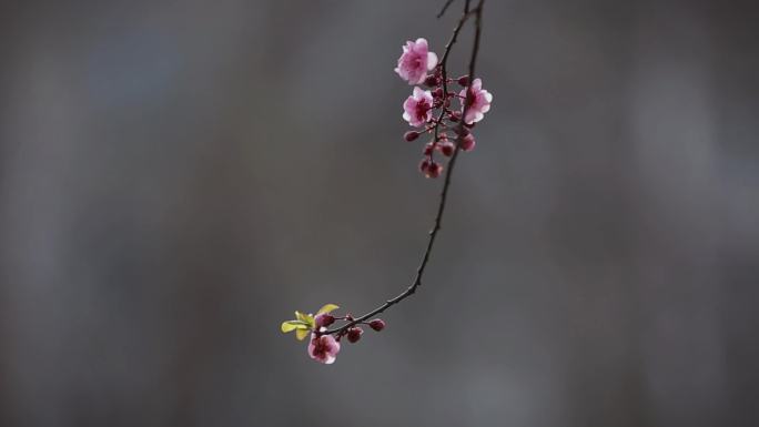 春天桃花朵朵桃花盛开粉色世界