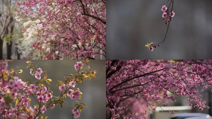 春天桃花朵朵桃花盛开粉色世界