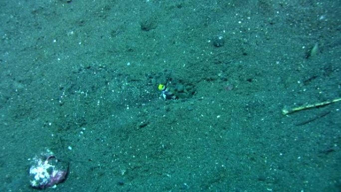 黑线虾 (Stonogobiops nematodes) 在其洞中