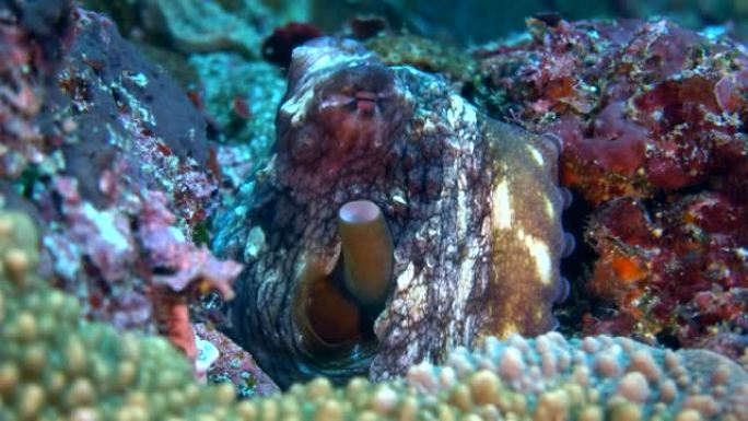 礁章鱼 (章鱼Cyanea) 出洞