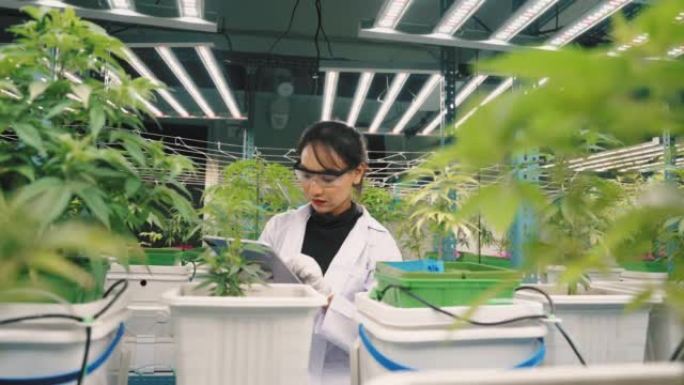 在商业有机苗圃工作的亚洲科学家检查植物的生长。