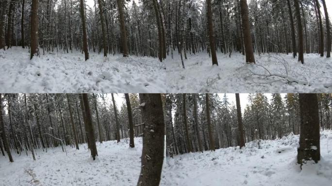第一人称视角穿越白雪覆盖的森林中的树木