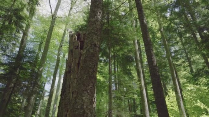 郁郁葱葱的绿色森林和山脉的空中无人机视图