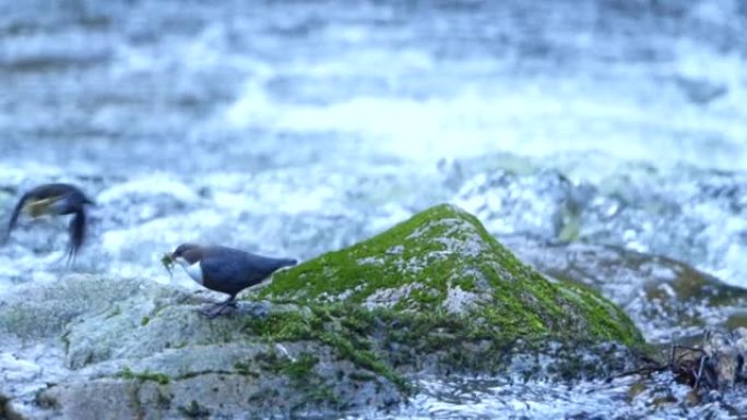 一只鸟在靠近水的岩石上跳跃飞行的慢动作镜头