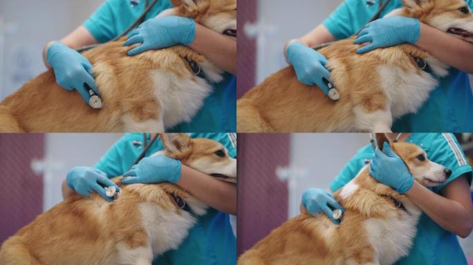 兽医用听诊器听柯基犬的肺和心脏，特写视图