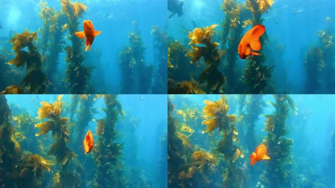五颜六色的鱼在碧绿的水中游泳。橙色加里波第鱼在深海森林中游泳