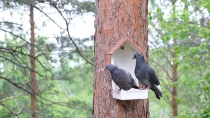 Pigeons in the square. Couple pigeons in handmade 