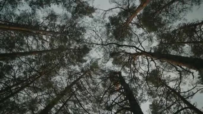 挪威的森林: 旋转的树冠和天空