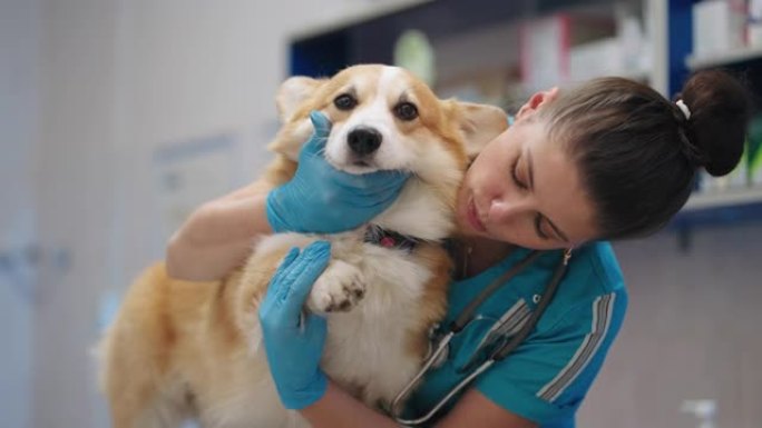 有趣的柯基犬在兽医诊所，女兽医医生正在检查老狗，专业兽医