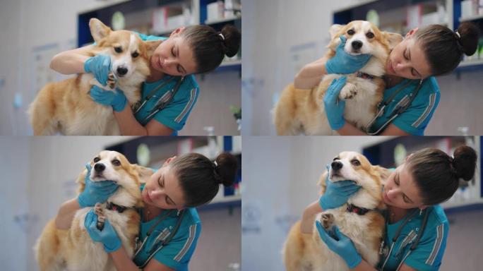 有趣的柯基犬在兽医诊所，女兽医医生正在检查老狗，专业兽医