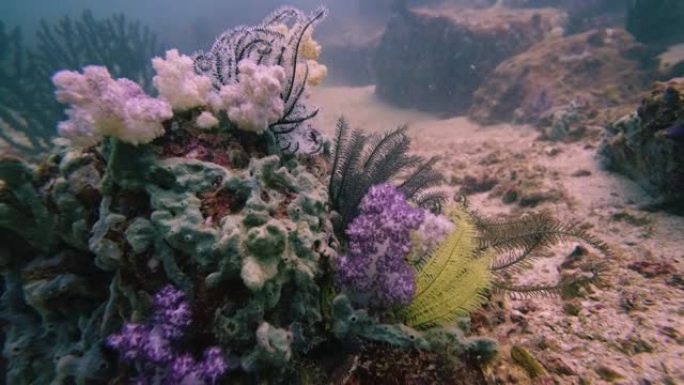 在原始的热带礁石上健康的软珊瑚