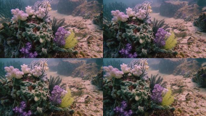 在原始的热带礁石上健康的软珊瑚