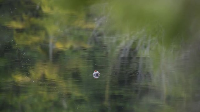 红头鸭在池塘里游泳