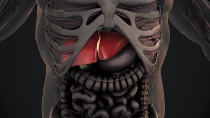 人体肝脏解剖动画背景
