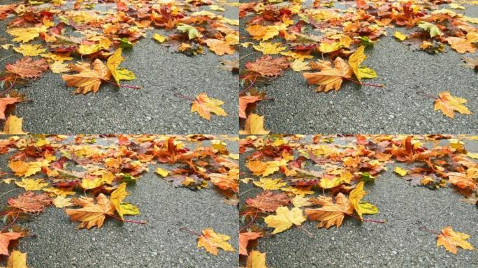 路上的秋叶在风中移动