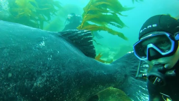 五颜六色的鱼在碧绿的水中游泳。潜水员在海洋中的巨大海带森林中观看巨大的黑鲈鱼