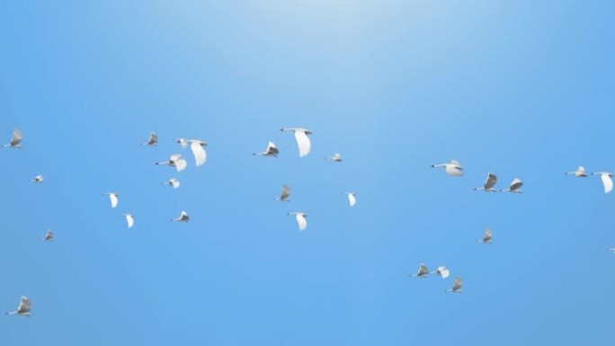 摘要鸟群在户外飞行，鸟儿飞翔和天空春天的背景。
