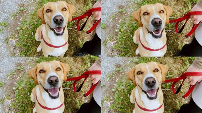 红色皮带上的狗的SLO MO肖像