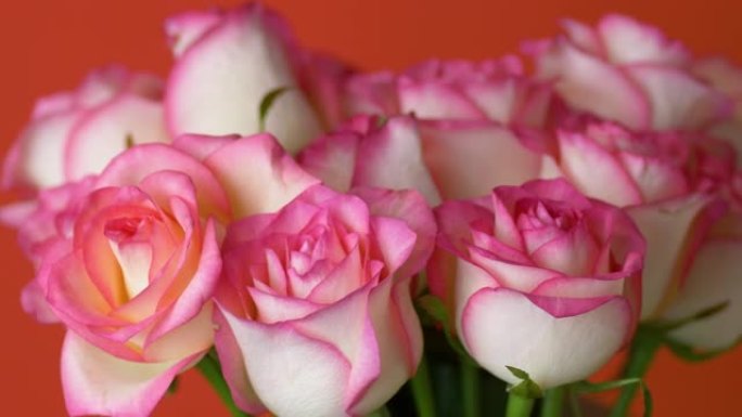 特写大束粉红玫瑰在红色背景上旋转。选择性聚焦。花店，交付新鲜玫瑰。大自然中的美。