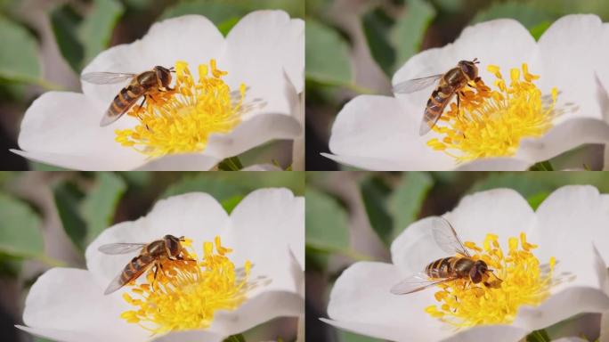 食蚜蝇，花蝇或食蚜蝇，昆虫科食蚜蝇。它们伪装成危险的昆虫黄蜂和蜜蜂。许多物种的成虫主要以花蜜和花粉为