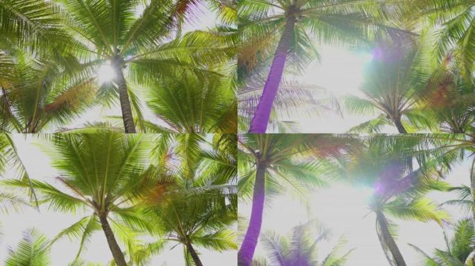 椰子树低角度视野阳光透过天空。